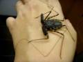 videos de Handling Tailess whip scorpion