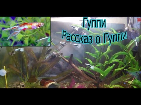 Смотреть фильм чем дальше тем в лес