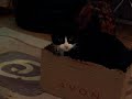 My stupid cat My stupid cat