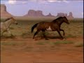 Dream Horses2