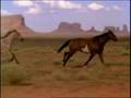 Dream Horses2