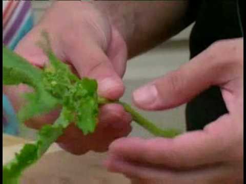 how to harvest broccoli raab