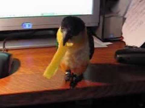 Velcro Caique