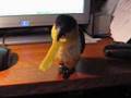 Velcro Caique