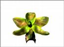 Cymbidium Cymbidium