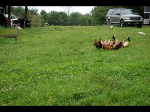 kvertrees - Chickens being grained outside of the coop. Amber chases duck and stick. Motion of the flock.