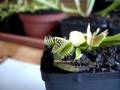 Triple trap Dionaea muscipula