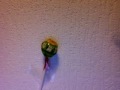 MIKA - slechte lollipop