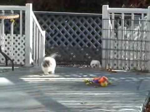 Puppies from Raffia, Violette and Magie