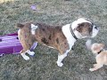 My bulldogs and the giant loofa toy My bulldogs and the giant loofa toy
