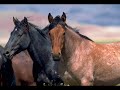 Wild Horses Wild Horses