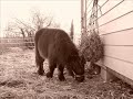 Tango, mon poulain mini shetland ..