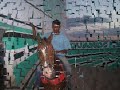Treino de vaquejada