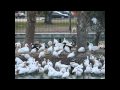 White Ibises in Riverside Park