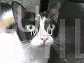 Bee Gees More than a woman - Milu