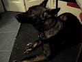 Strauss howls
