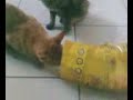 simba