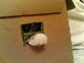 notre sacre de birmanie