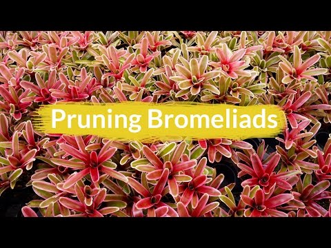 how to replant bromeliad pups