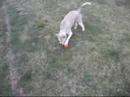 Mika & Poppy Give Squeaky One