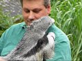 Handraised Giant Ant Eater Adolpho