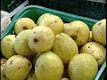 Alimentos Orgânicos