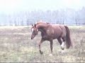 Pittsburgh westfalen stallion Pittsburgh westfalen stallion