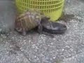 turtle and shoe 2