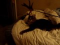 Twiggy & Shelok with their favorite toy