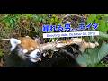 暴れる男…レッサーパンダのエイタ（2015年10月8日撮影）