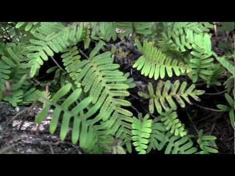 how to replant fern tree