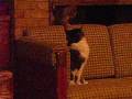 videos de Itty Bitty Kitty Attacks