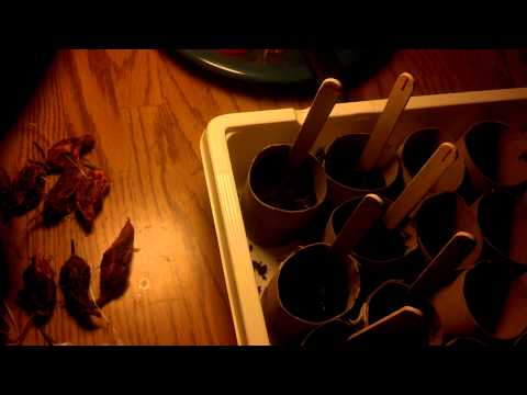 how to grow ghost pepper seeds