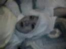 juon serang brunei