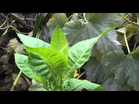havana ginger