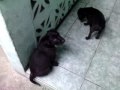 puppy1.3gp