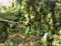 videos de Como cruzar un río parte 4, al otro lado del río..wmv
