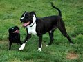 Pit Bull Boogie!