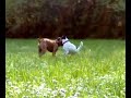 Blasco il cane di Billo Blasco il cane di Billo