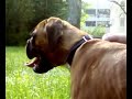 Blasco il cane di Billo Blasco il cane di Billo