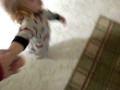 kaelyn dance.mov