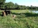 Chad working cattle at home