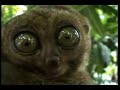 dramatic-lemur-watching-2-girls-1-cup.html