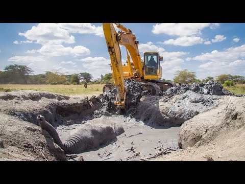 Dramatic Rescue Of An Elephant Stuck In Mud