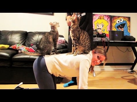 CAT YOGA