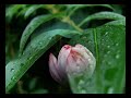 Summer Rain - Johnny Rivers Summer Rain - Johnny Rivers
