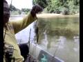 Freshwater Prawns fishing