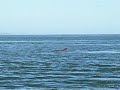 Moray Firth Dolphins, Scotland Moray Firth Dolphins, Scotland