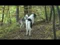 videos de Arryn [020] v lese s Kimi