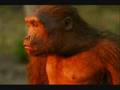 Human Evolution U2 Original of Species